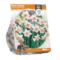 Baltus Bloembollen Baltus Narcissus Large Cupped Accent bloembollen per 8 stuks