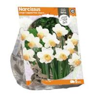 Baltus Bloembollen Baltus Narcissus Large Cupped Pink Charm bloembollen per 5 stuks