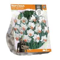 Baltus Bloembollen Baltus Narcissus Large Cupped Skype bloembollen per 5 stuks