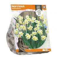 Baltus Bloembollen Baltus Narcissus Tazetta Minnow bloembollen per 10 stuks