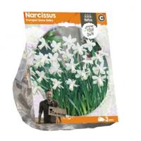 Baltus Bloembollen Baltus Narcissus Trumpet Snow Baby bloembollen per 3 stuks