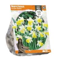Baltus Bloembollen Baltus Narcissus Trumpet Topolino bloembollen per 10 stuks
