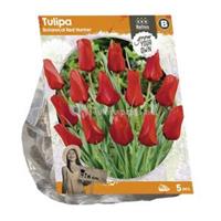 Baltus Bloembollen Baltus Tulipa Botanical Red Hunter tulpen bloembollen per 5 stuks