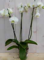 Warentuin Natuurlijk Kamerplant Vlinderorchidee phalaenopsis wit 3 takken
