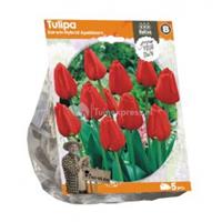 Baltus Bloembollen Baltus Tulipa Darwin Hybrid Apeldoorn tulpen bloembollen per 5 stuks