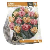 Baltus Bloembollen Baltus Tulipa Darwin Hybrid Orange Lion tulpen bloembollen per 5 stuks