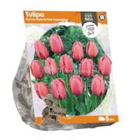 Baltus Bloembollen Baltus Tulipa Darwin Hybrid Pink Impression tulpen bloembollen per 5 stuks