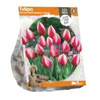 Baltus Bloembollen Baltus Tulipa Darwin Hybrid Russian Princess tulpen bloembollen per 5 stuks