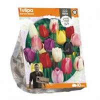 Baltus Bloembollen Baltus Tulipa Darwin Mixed tulpen bloembollen per 10 stuks