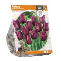 Baltus Bloembollen Baltus Tulipa Lily Flowered Merlot tulpen bloembollen per 5 stuks