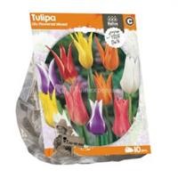 Baltus Bloembollen Baltus Tulipa Lily Flowered Mixed tulpen bloembollen per 10 stuks