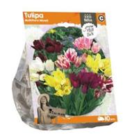 Baltus Bloembollen Baltus Tulipa Multiflora Mixed tulpen bloembollen per 10 stuks