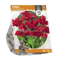 Baltus Bloembollen Baltus Tulipa Parrot Garden Fire tulpen bloembollen per 5 stuks