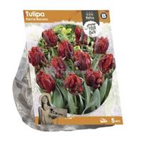 Baltus Bloembollen Baltus Tulipa Parrot Rococo tulpen bloembollen per 5 stuks