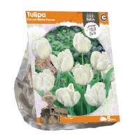 Baltus Bloembollen Baltus Tulipa Parrot White Parrot tulpen bloembollen per 5 stuks