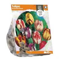 Baltus Bloembollen Baltus Tulipa Rembrandt Mixed tulpen bloembollen per 10 stuks