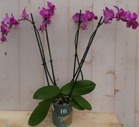 Warentuin Natuurlijk Kamerplant Vlinderorchidee phalaenopsis roze 4 takken