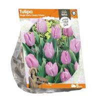 Baltus Bloembollen Baltus Tulipa Single Early Candy Prince tulpen bloembollen per 5 stuks