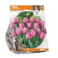 Baltus Bloembollen Baltus Tulipa Triumph Pink Flag tulpen bloembollen per 5 stuks