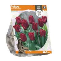 Baltus Bloembollen Baltus Tulipa Triumph Seadov tulpen bloembollen per 5 stuks