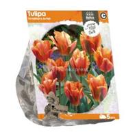 Baltus Bloembollen Baltus Tulipa Viridiflora Artist tulpen bloembollen per 5 stuks