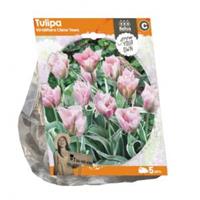 Baltus Bloembollen Baltus Tulipa Viridiflora China Town tulpen bloembollen per 5 stuks