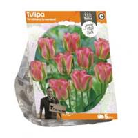 Baltus Bloembollen Baltus Tulipa Viridiflora Groenland tulpen bloembollen per 5 stuks