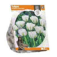 Baltus Bloembollen Baltus Tulipa Viridiflora Green Spirit tulpen bloembollen per 5 stuks