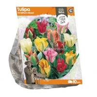 Baltus Bloembollen Baltus Tulipa Viridiflora Mixed tulpen bloembollen per 10 stuks