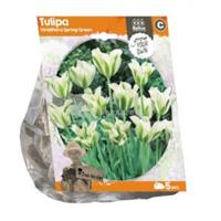 Baltus Bloembollen Baltus Tulipa Viridiflora Spring Green tulpen bloembollen per 5 stuks
