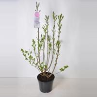 Plantenwinkel.nl Sering (syringa vulgaris Lavender Lady) - 90-120 cm - 1 stuks