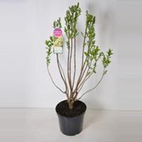 Plantenwinkel.nl Sering (syringa vulgaris Primrose) - 90-120 cm - 1 stuks