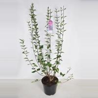Plantenwinkel.nl Sering (syringa chinensis Lilac Sunday) - 90-120 cm - 1 stuks