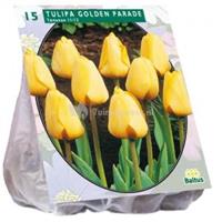 Baltus Bloembollen Baltus Tulipa Golden Parade tulpen bloembollen per 15 stuks