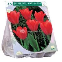 Baltus Bloembollen Baltus Tulipa Hollands Glorie tulpen bloembollen per 15 stuks