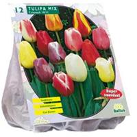 Baltus Bloembollen Baltus Tulipa Darwin Mix tulpen bloembollen per 12 stuks