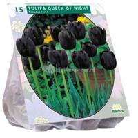 Baltus Bloembollen Baltus Tulipa Queen of Night Enkel Laat tulpen bloembollen per 15 stuks
