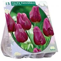 Baltus Bloembollen Baltus Tulipa Passionale tulpen bloembollen per 15 stuks