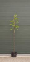 Warentuin Natuurlijk Walnotenboom Lange van Lod Juglans regia Lange van Lod h 225 cm st. omtrek 3 cm