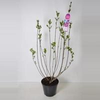 Plantenwinkel.nl Sering (syringa vulgaris hyacinthflora Esther Staley) - 90-120 cm - 1 stuks