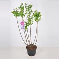 Plantenwinkel.nl Sering (syringa vulgaris Lavender Lady) - 70-90 cm - 1 stuks