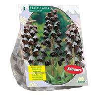 Baltus Bloembollen Baltus Fritillaria Persica bloembollen per 3 stuks