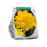 Baltus Bloembollen Baltus Narcissus Golden Ducat bloembollen per 15 stuks