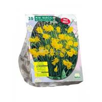 Baltus Bloembollen Baltus Narcissus Mini Bulbocodium bloembollen per 30 stuks