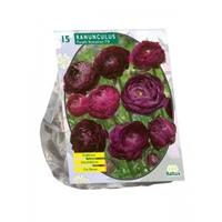 Baltus Bloembollen Baltus Ranunculus Purple Sensation Ranonkel bloembollen per 15 stuks