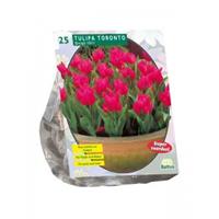 Baltus Bloembollen Baltus Tulipa Toronto Greigii tulpen bloembollen per 25 stuks