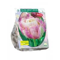 Baltus Bloembollen Baltus Tulipa Sweet Desire tulpen bloembollen per 5 stuks
