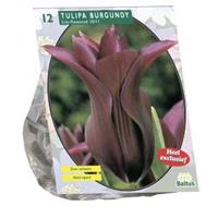 Baltus Bloembollen Baltus Tulipa Burgundy Leliebloemig tulpen bloembollen per 12 stuks