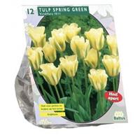 Baltus Bloembollen Baltus Tulipa Spring Green Viridiflora tulpen bloembollen per 20 stuks