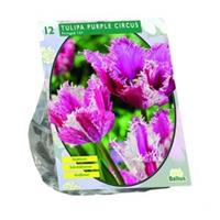 Baltus Bloembollen Baltus Tulipa Purple Circus tulpen bloembollen per 12 stuks